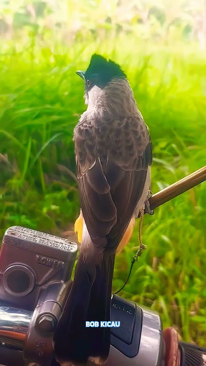 Burung Kutilang Gacor Viral Di Tahun Ini Suara Melengking