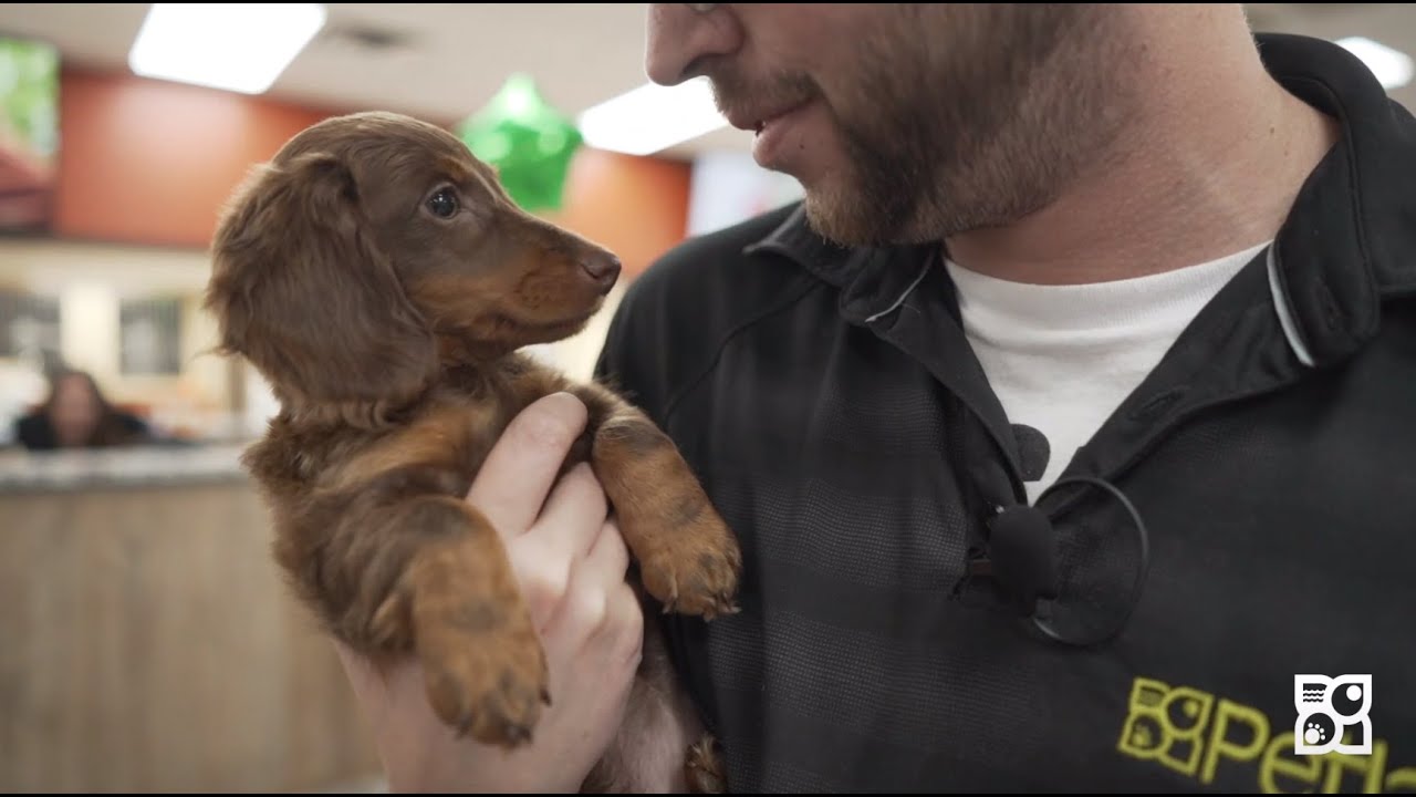 Here's how the Dachshund stole our Pet counselor's heart! Petland