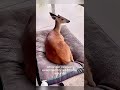 Rescue injured fawn