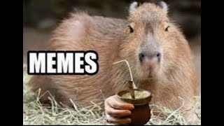 Capybara Memes