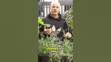 🐞 How to Naturally Control Aphids and Inspire Your Garden like Johannes Vermeer