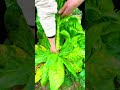 Rural food #rural planting #rural life #decompression video