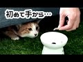 【飼い主的神回】野良猫を保護して２か月、初めて手からごはんを…