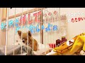 【チワワ】 極小犬の避妊手術はエリザベスカラーとの戦い【手術】Micro chihuahua  fights E-collar