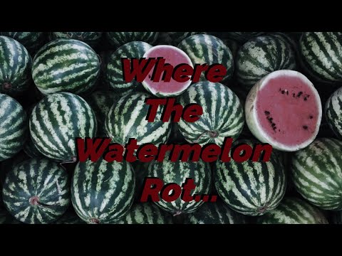 Where the Watermelon Rot