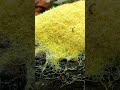 Troll Cat Vomit -- The Wonders of Slime Molds