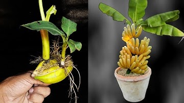 SUPER SPECIAL TECHNIQUE for propagating bananas with coca-cola, super fast growth