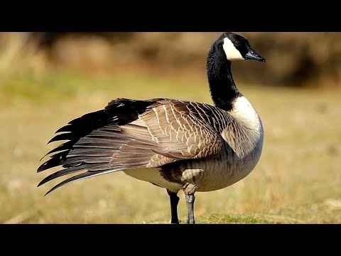 Vídeo: O ganso do Canadá acasala para sempre?