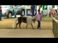 Caballos Miniatura - Mini Horses - Ponys - TvAgro por Juan Gonzalo Angel