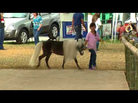 Video: Pony - caballos pequeños