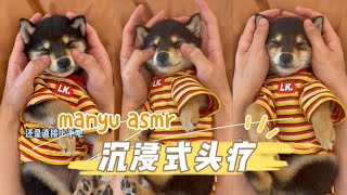 曼玉Manyu沉浸式深度头疗  #柴犬 #豆柴 #抖音 #柴犬可愛い