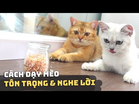 Video: 3 cách để mang một con mèo mới về nhà mà không làm mèo khó chịu