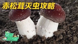 干货满满的赤松茸种植攻略来了！专家教你如何灭虫，石灰竟然是“神器”！丨「田园帮帮团」20230626