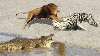 Increíble cebra vs Cocodrilo y León - Pelea de animales salvajes