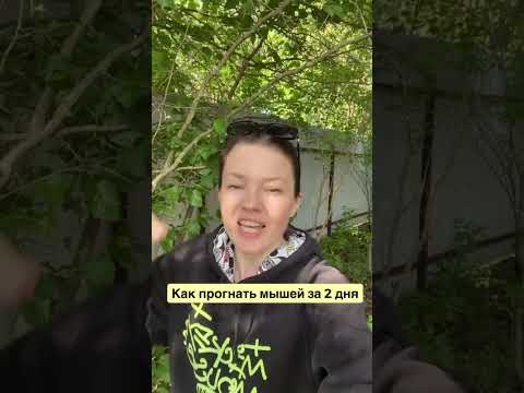 Как прогнать всех мышей из дома всего за 2 дня