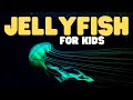 Jellyfish for kids  learn about the graceful invertebrates