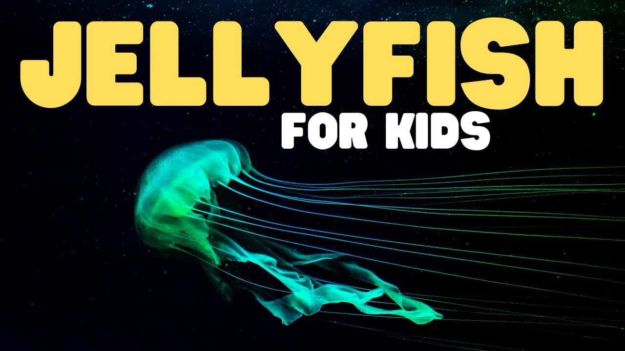 Jellyfish for Kids | Learn about the graceful invertebrates!