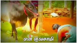 Jallikattu Whatsapp Status Video 2020 Jallikattu