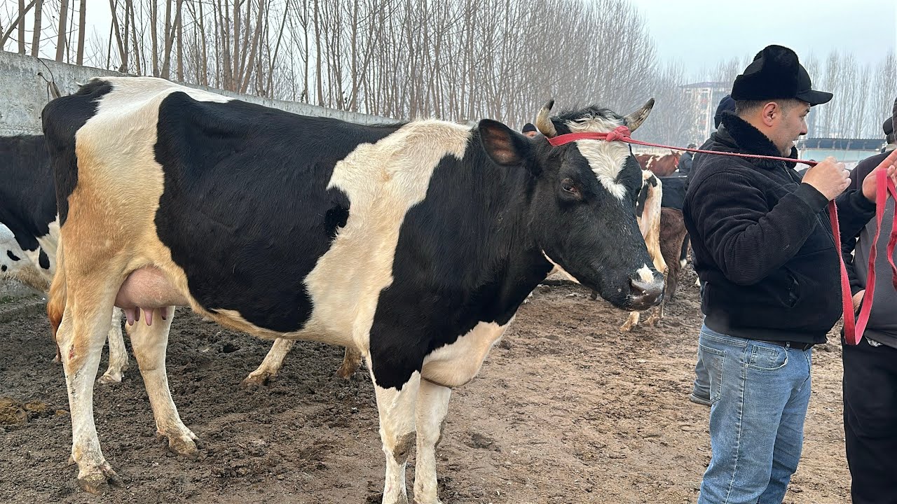 YOZYOVON MOL BOZORI NARXLARI BN TANISHAMIZ 🫡