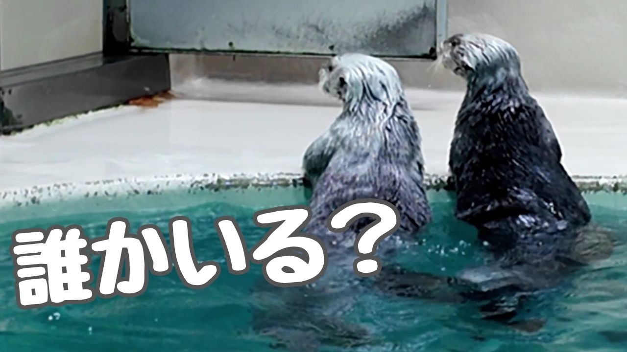 ラッコ メイちゃんとキラちゃん「サブプールに誰か来たわ！」 #鳥羽水族館 #seaotter #meoTube_Travel
