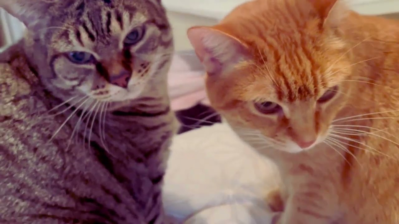 What My Sweet Cat Thinks She Looks Like 