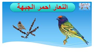 طائر النعار احمر الجبهة