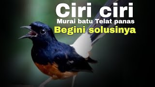 murai batu telat bongkar Materi ini solusinya