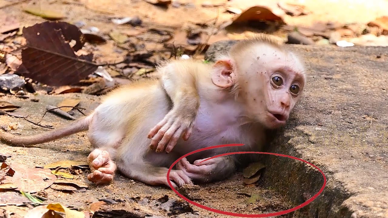 Ant Crying Crying Ants b-i-t-e! Monkey Libby release Baby Leo with Ants, Ants b-i ...