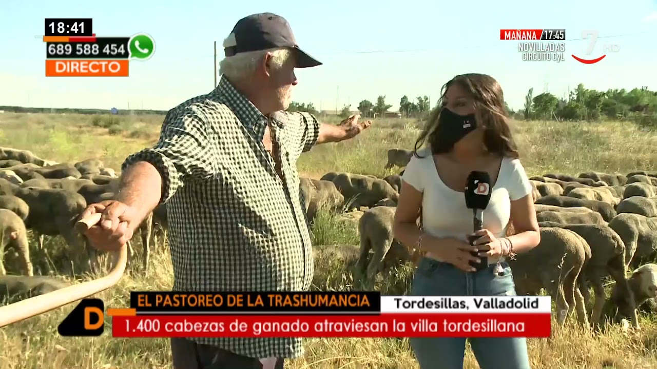 La trashumancia llega a Tordesillas | Castilla y León Directo