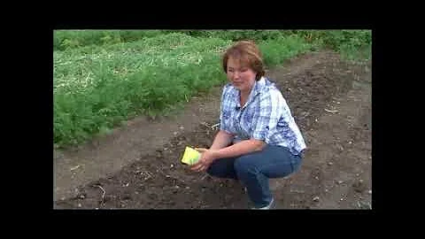 Убираем лук и лечим почву после него