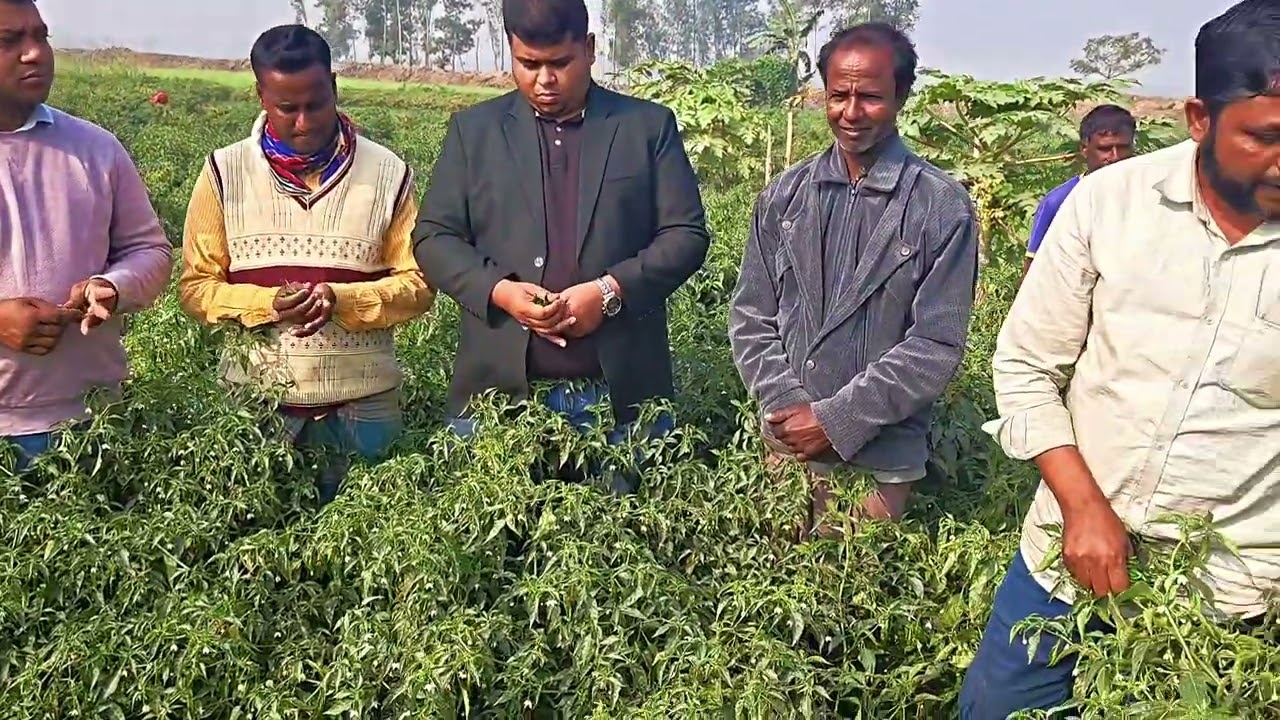 মরিচের সেরা জাত বগুরা কিং। ০১৮১২১৭৬৮৭৫