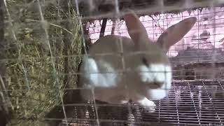 Клетки с кроликами 🐰 СЕРЕБРО. КАЛИФ. Белый Паннон #rabbit #ферма #бизнесонлайн #кролики_разведение