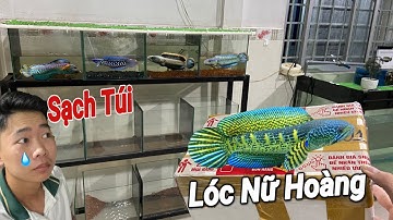 Làm Theo Các Bạn Nuôi Thêm Lóc Nữ Hoàng | Thịnh Đạt