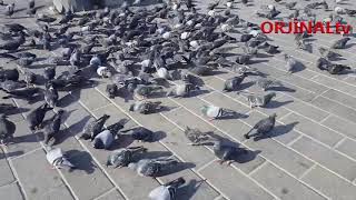 Güverci̇nler Taksim Meydanı İnsan Sesleri̇ Ve Trafi̇k Sesleri̇ Gerçek Görüntü Gerçek Sesler