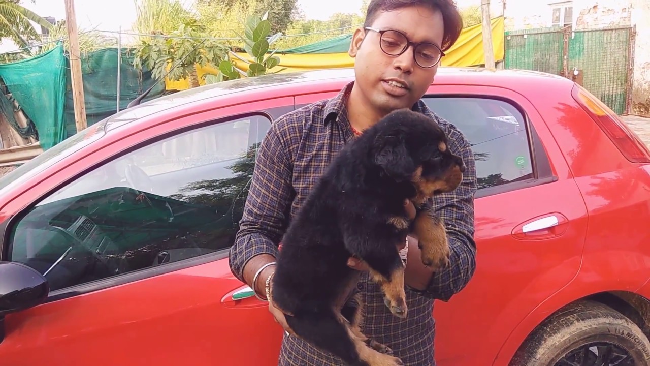 Rottweiler,French Mastiff & Bull Mastiff puppies available - DOGGYZ WORLD