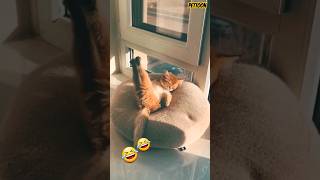 Funny cats and dogs videos|funniest animals?|viralshortsytshortsfunnyshortsvideoshortsfeedop