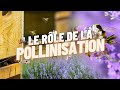 Le rle de la pollinisation