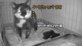 밤이가 새끼고양이들을 돌보지 않아요😰😭 | 손 떨리는 태어난지 1일차 아기고양이들 수유 전쟁 by 무겐의 냥다큐 31,727 views 1 month ago 15 minutes