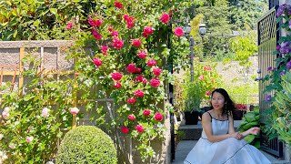 Amazing Rose Garden Tour In June 2023 - From Iris Garden