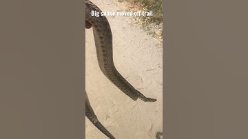Big Snake safely moved off popular hiking/biking trail San Diego (do not attempt)
