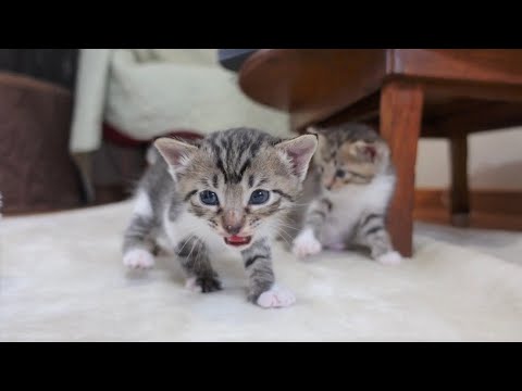 ねこ子 Amazon.co.jp: RAKU 隙間間隔3.5CM 子猫通り抜け防止 ペット