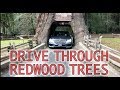 Drive Through Giant Redwood Trees in California