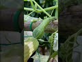 "Mermaid pumpkin(squash ),two hearts-the female flower is coming." #ytshorts
