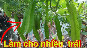 Cách trồng đậu rồng siêu trái rất dễ/Vì sao đậu rồng không ra trái/Trồng đậu rồng mấy tháng có trái
