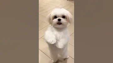 Cute Puppy Dance 