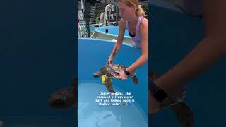 #rescuerehabrelease #connectandprotect #compassioniscontagious #seaturtle #seaturtlelo