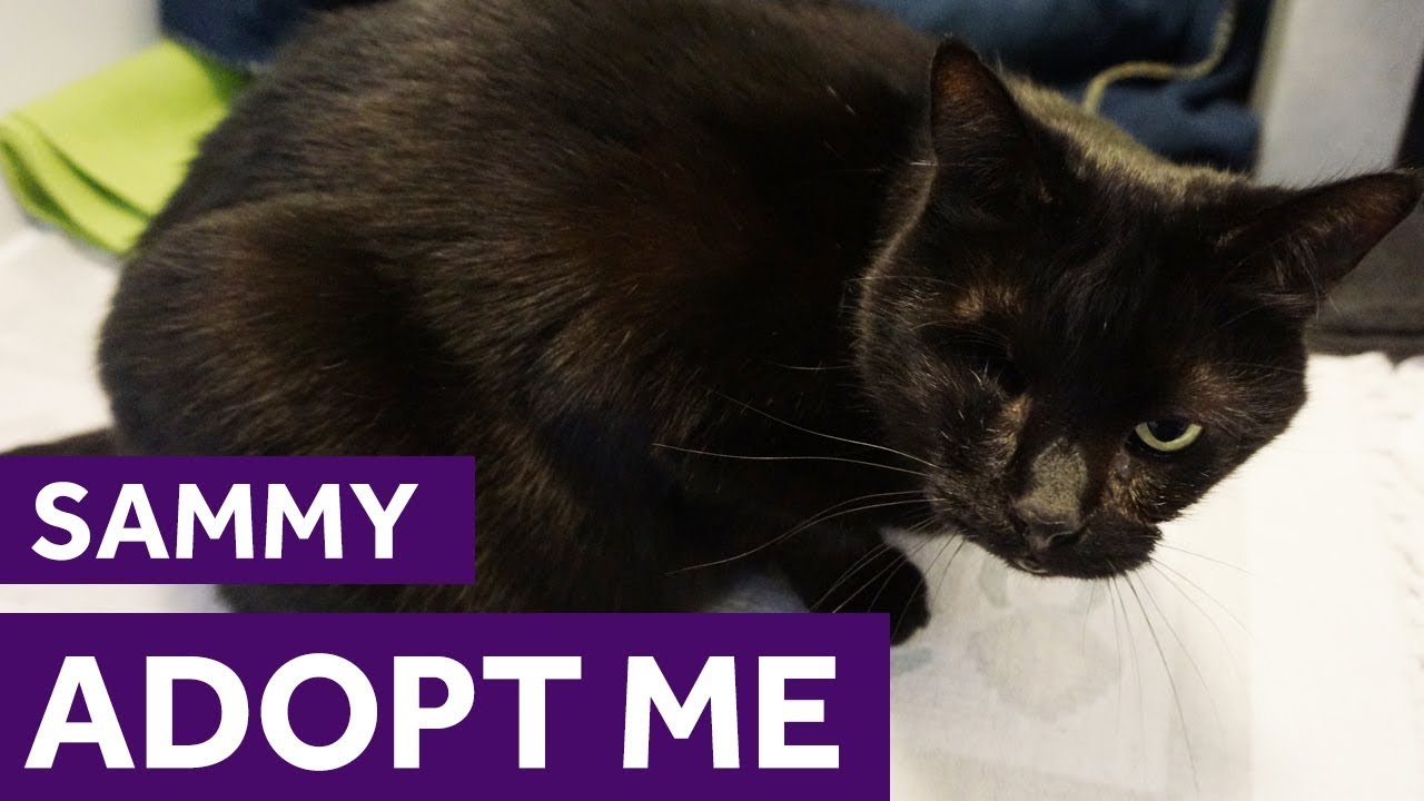 mayhew cats for adoption