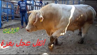 توزين اضخم عجل موجود بقطاع غزة لعائلة ابو طير