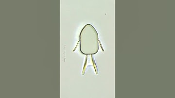 Micro robots that delivers chemotherapy directly to the cancerous cells.