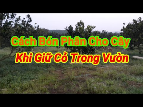 Video: Phân Bón Hòa Tan Trong Nước Novofert Cho Vườn Cây ăn Quả